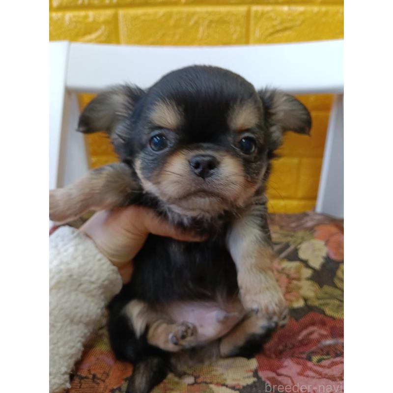 販売中の千葉県のチワワ(ロングコート)-439270の5枚目