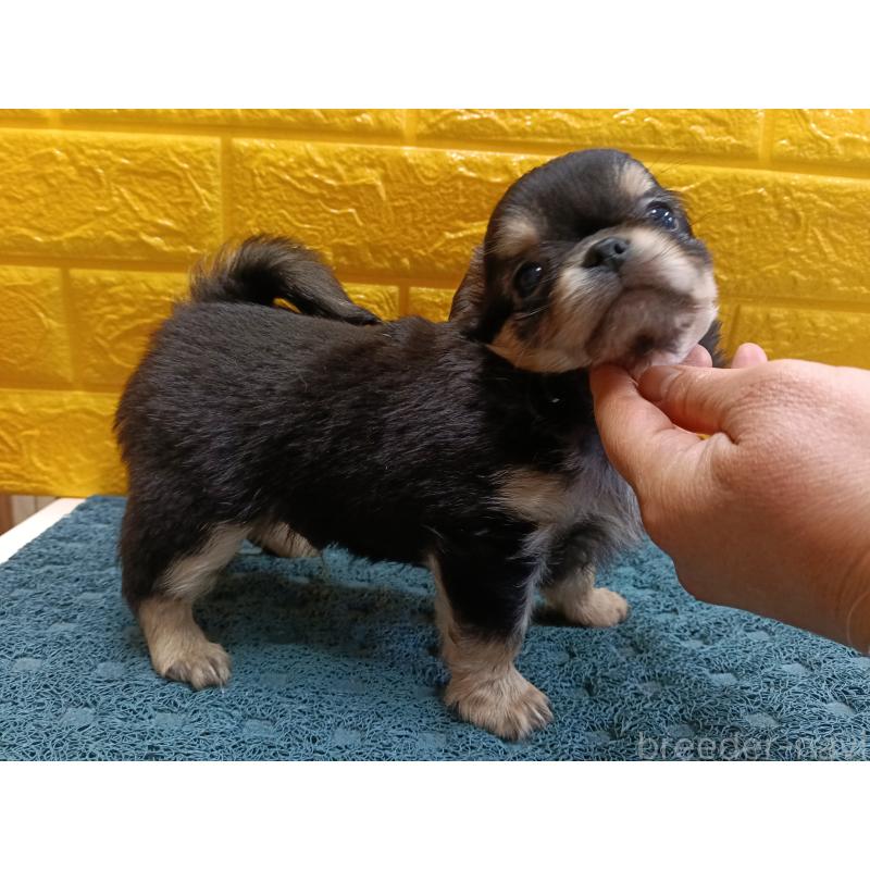 販売中の千葉県のチワワ(ロングコート)-439270の4枚目