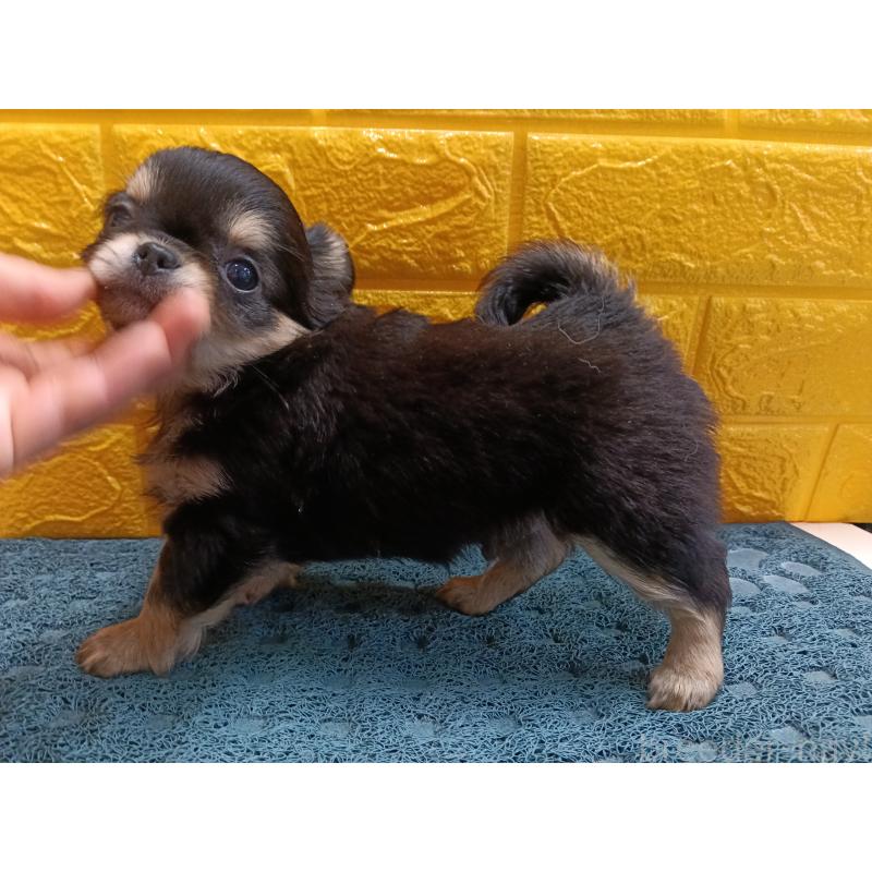 販売中の千葉県のチワワ(ロングコート)-439270の3枚目