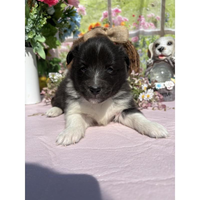 販売中の山梨県のシェットランドシープドッグ(シェルティ)-447228の3枚目