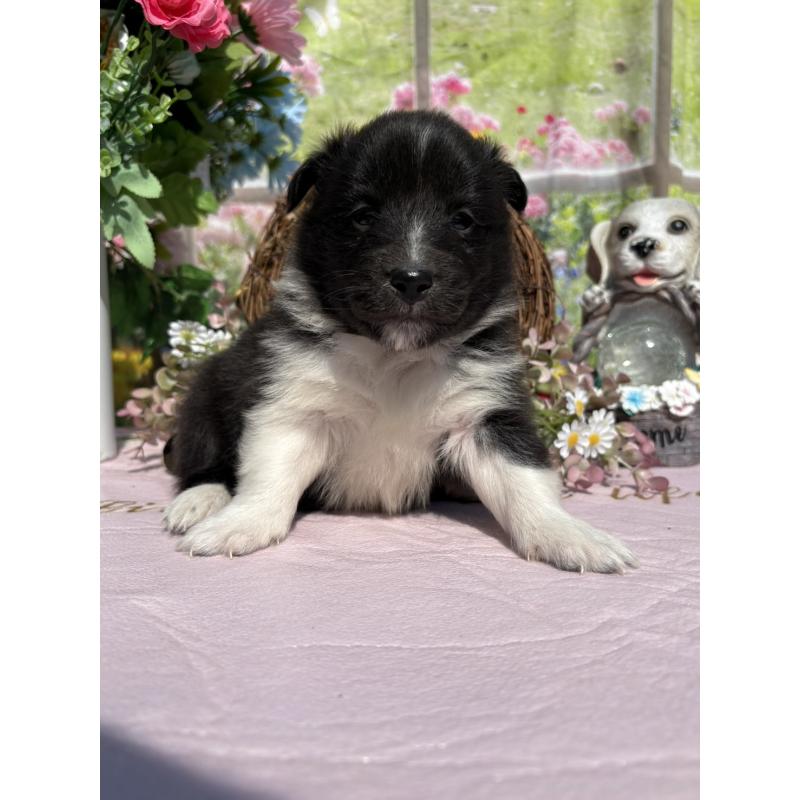 販売中の山梨県のシェットランドシープドッグ(シェルティ)-447228の2枚目