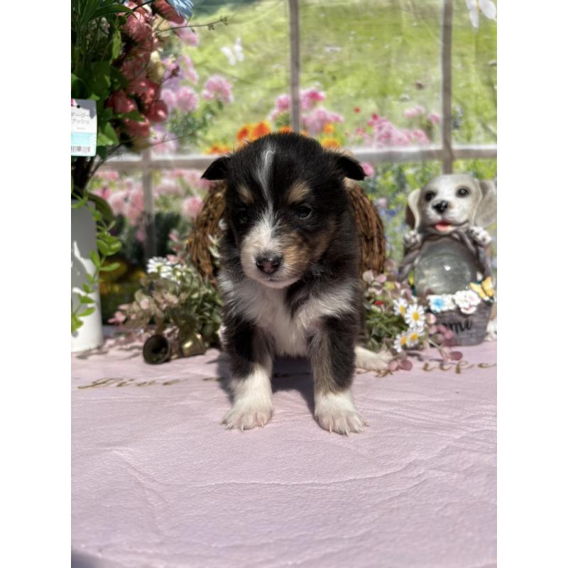 販売中の山梨県のシェットランドシープドッグ(シェルティ)-447230の3枚目