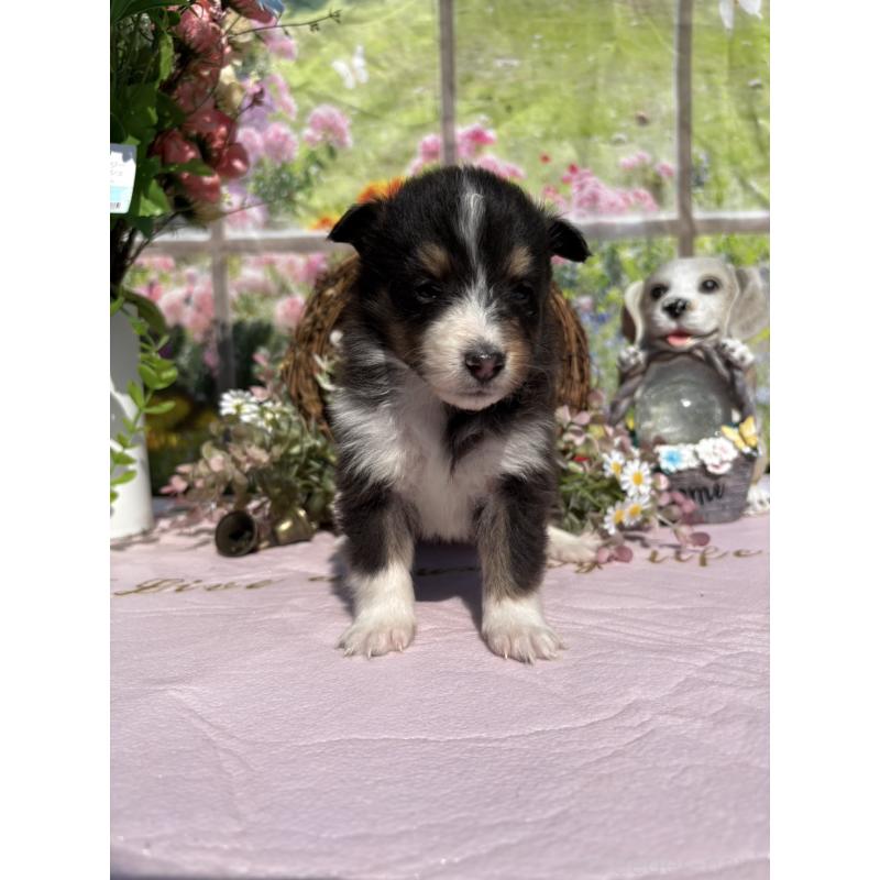 販売中の山梨県のシェットランドシープドッグ(シェルティ)-447230の2枚目