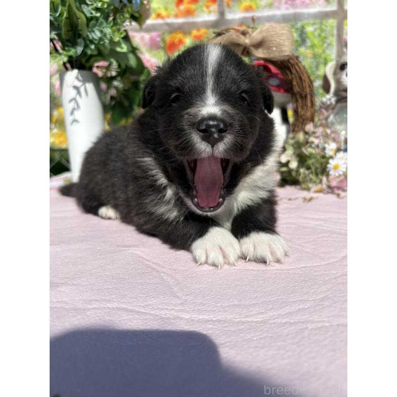 販売中の山梨県のシェットランドシープドッグ(シェルティ)-447231の4枚目