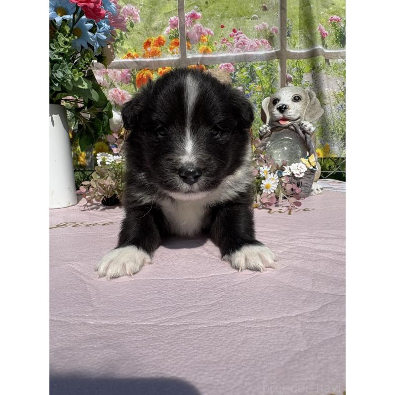 販売中の山梨県のシェットランドシープドッグ(シェルティ)-447231の3枚目