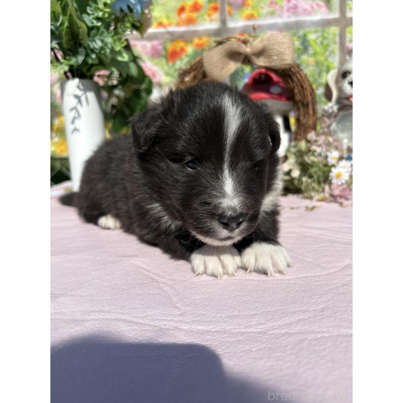 販売中の山梨県のシェットランドシープドッグ(シェルティ)-447231の2枚目