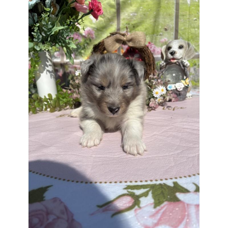 販売中の山梨県のシェットランドシープドッグ(シェルティ)-447232の4枚目