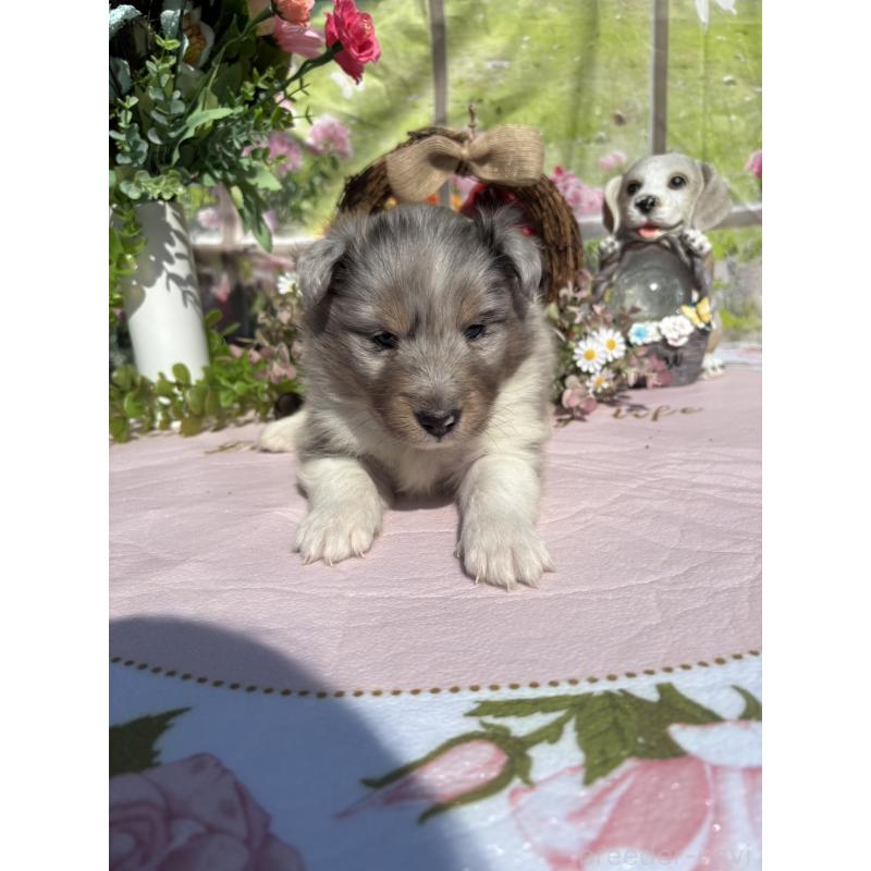 販売中の山梨県のシェットランドシープドッグ(シェルティ)-447232の3枚目