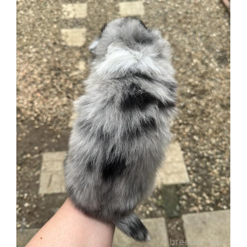 販売中の山梨県のシェットランドシープドッグ(シェルティ)-447232の2枚目