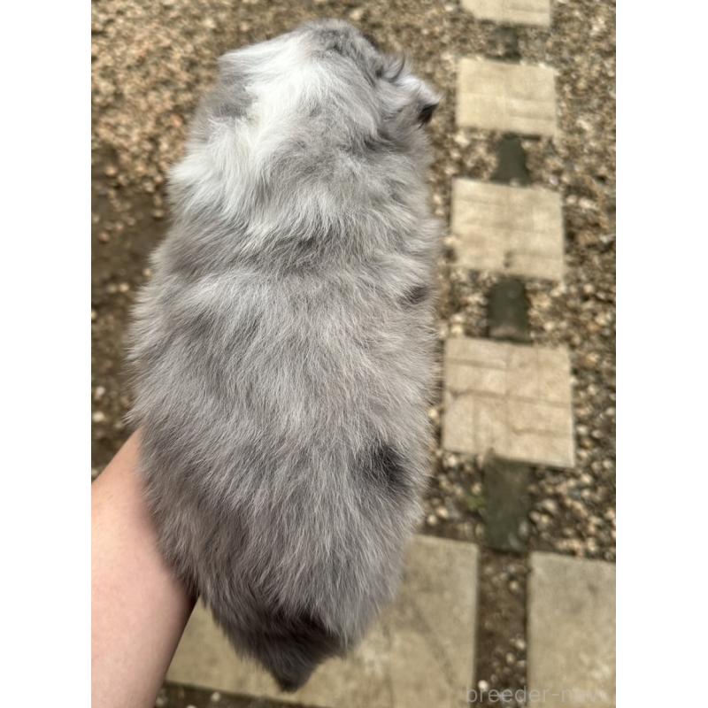 販売中の山梨県のシェットランドシープドッグ(シェルティ)-447233の2枚目