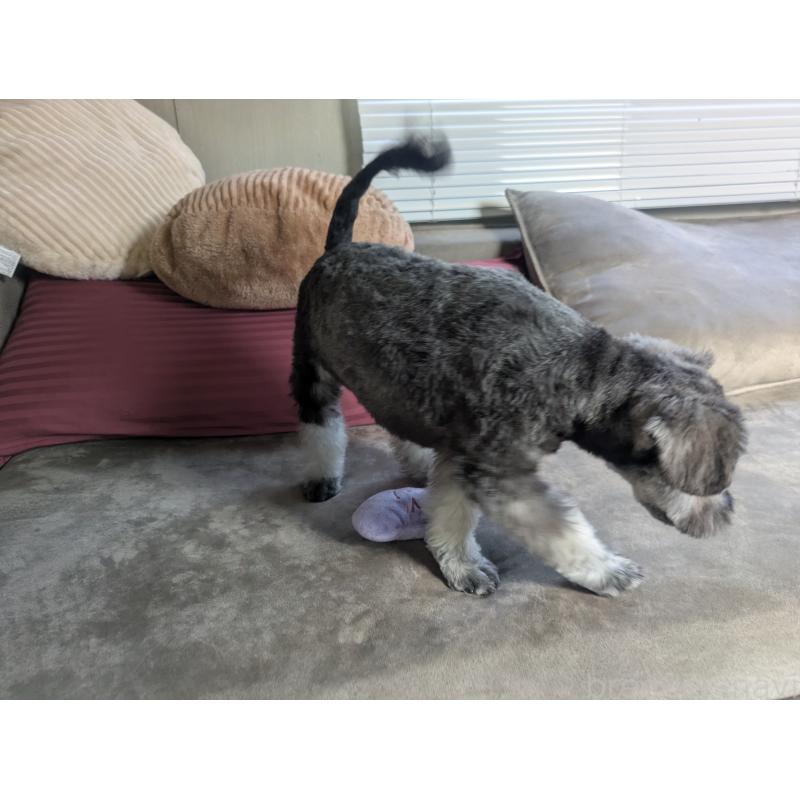 販売中の福岡県のミニチュアシュナウザー-430397の11枚目