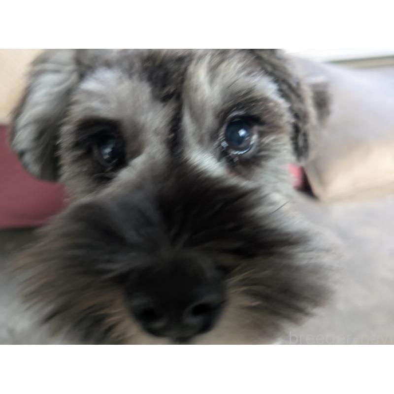 販売中の福岡県のミニチュアシュナウザー-430397の10枚目