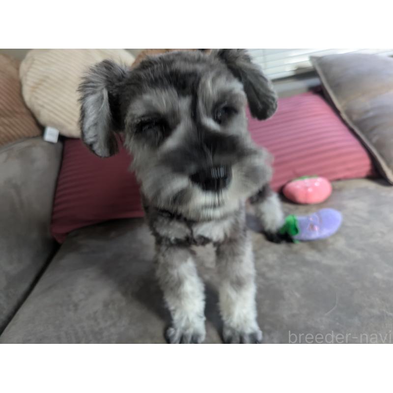 販売中の福岡県のミニチュアシュナウザー-430397の9枚目