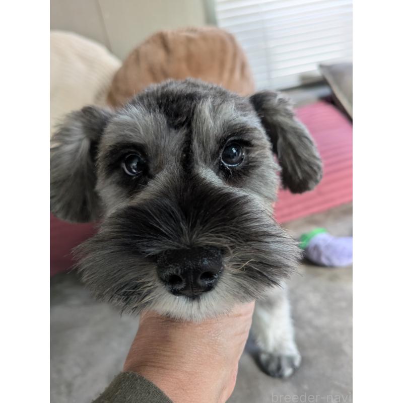 販売中の福岡県のミニチュアシュナウザー-430397の8枚目