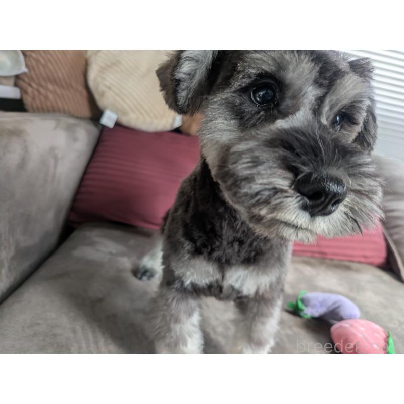 販売中の福岡県のミニチュアシュナウザー-430397の7枚目