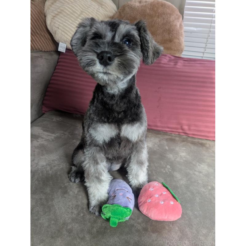 販売中の福岡県のミニチュアシュナウザー-430397の5枚目