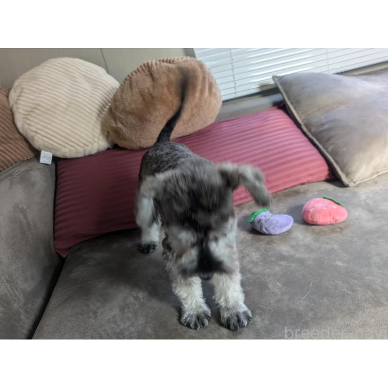 販売中の福岡県のミニチュアシュナウザー-430397の4枚目