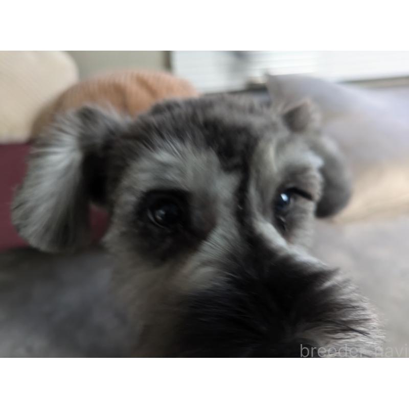 販売中の福岡県のミニチュアシュナウザー-430397の3枚目