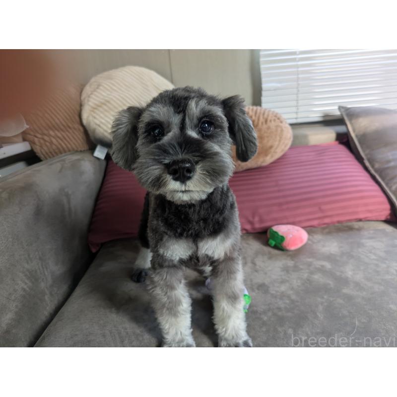 販売中の福岡県のミニチュアシュナウザー-430397の2枚目