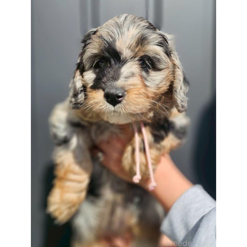 販売中の長野県のミックス犬-439239の4枚目