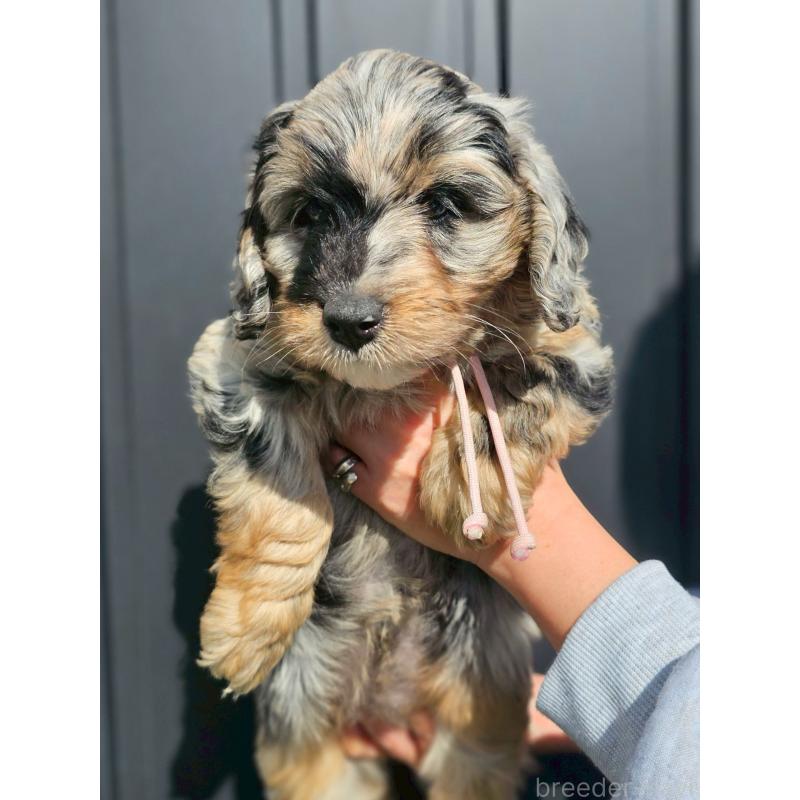 販売中の長野県のミックス犬-439239の1枚目