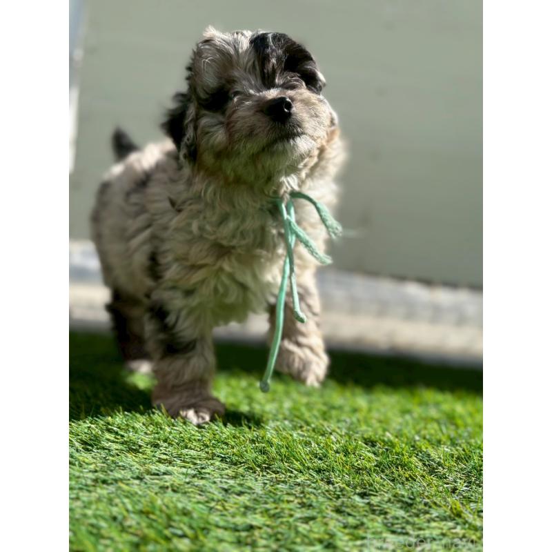 成約済の長野県のミックス犬-439241の4枚目