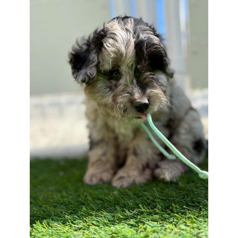 成約済の長野県のミックス犬-439241の3枚目