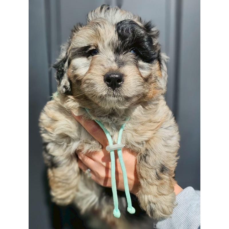 成約済の長野県のミックス犬-439241の2枚目