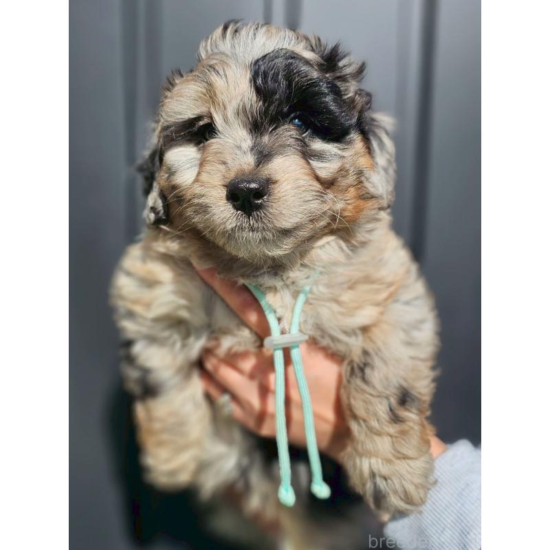 販売中の長野県のミックス犬-439241