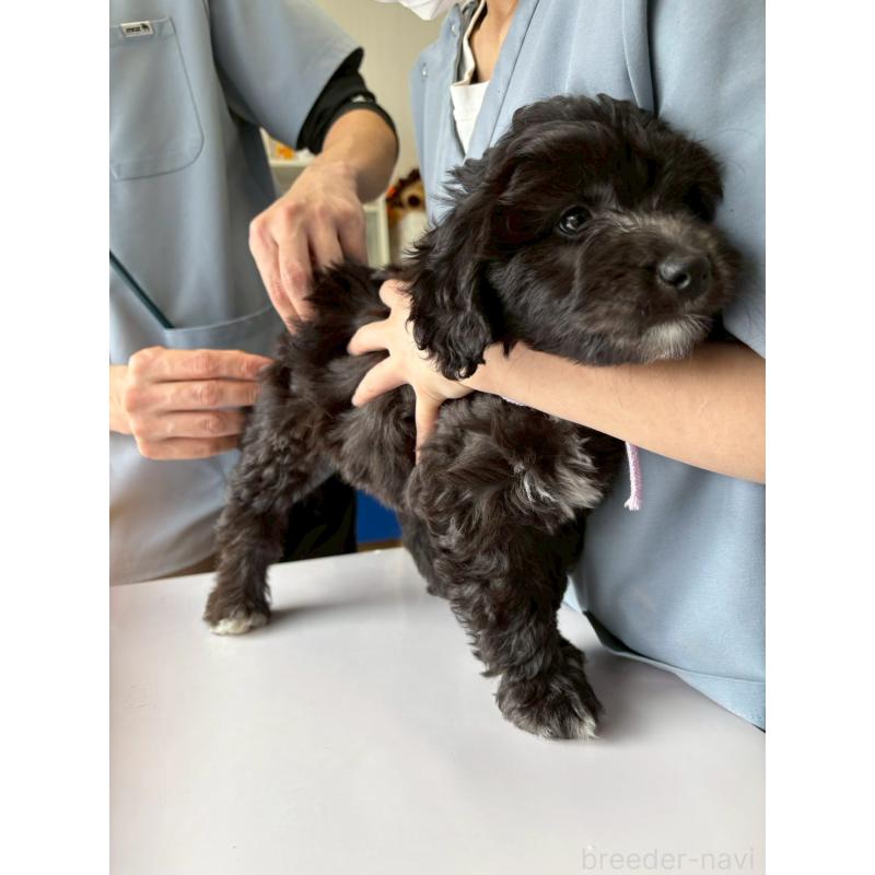 販売中の長野県のミックス犬-439234の4枚目