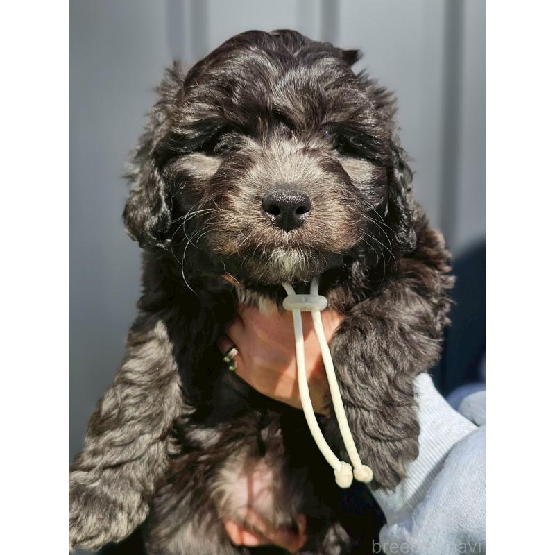 販売中の長野県のミックス犬-439234