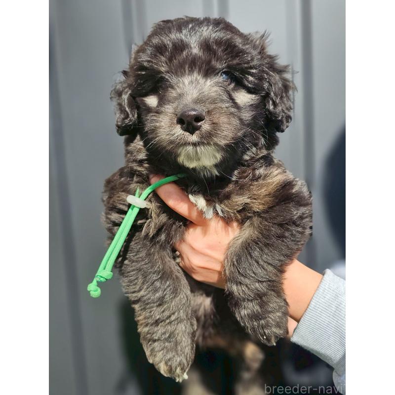 販売中の長野県のミックス犬-439231