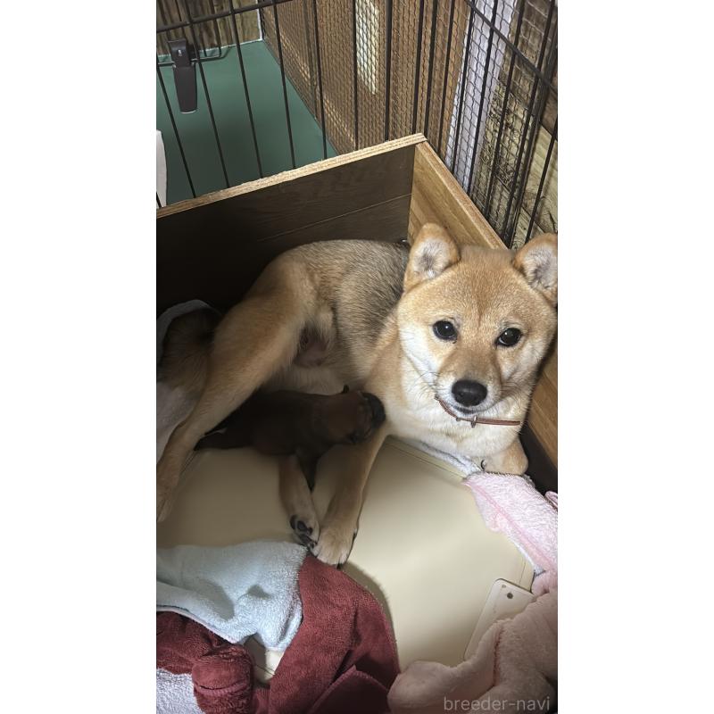 販売中の大分県の豆柴-447235の6枚目