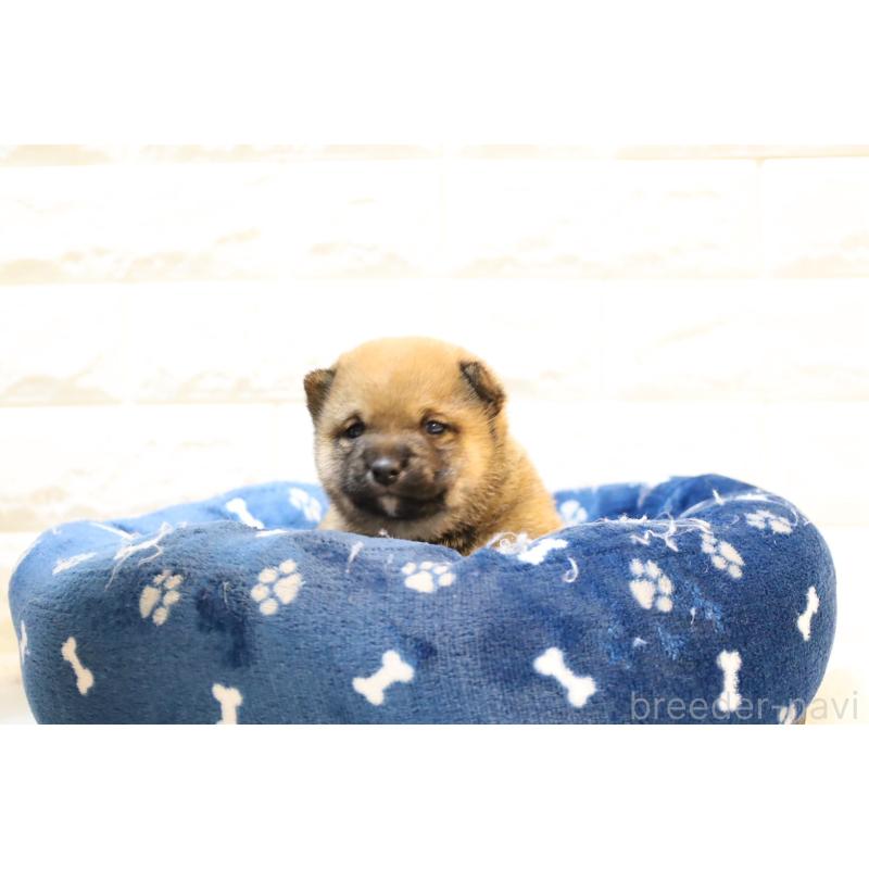 販売中の大分県の豆柴-447235の5枚目