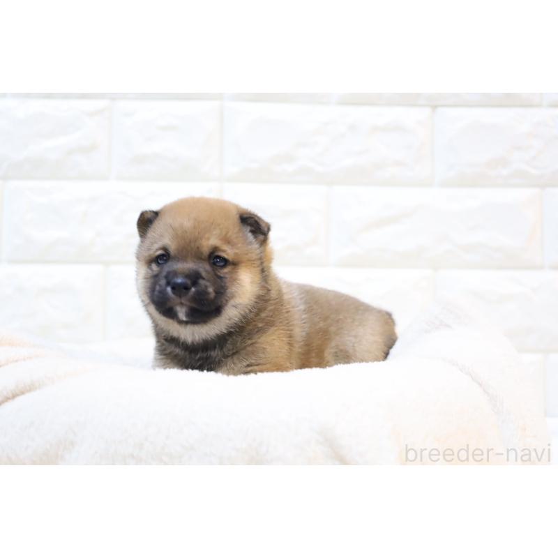 販売中の大分県の豆柴-447235の4枚目