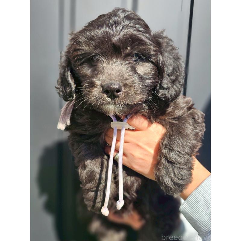 販売中の長野県のミックス犬-439235