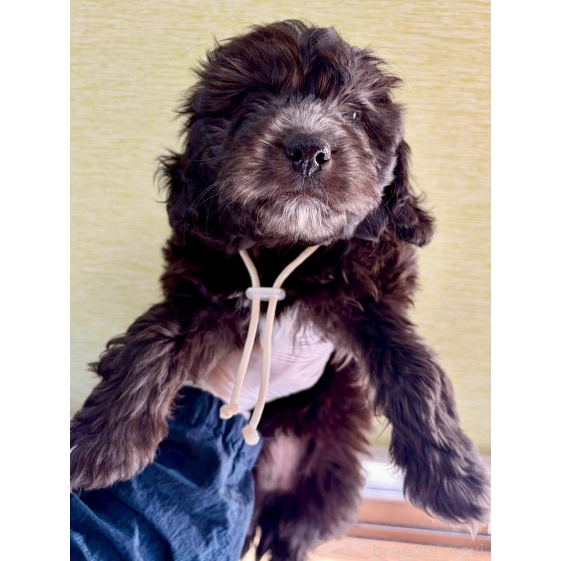 商談中の長野県のミックス犬-439235の3枚目