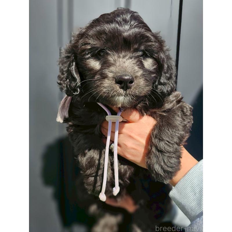 商談中の長野県のミックス犬-439235の2枚目