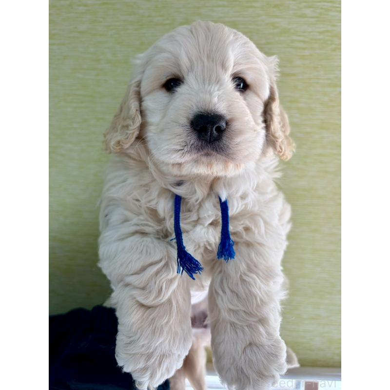 商談中の長野県のゴールデンドゥードル:ゴールデンレトリーバー×プードル-442302