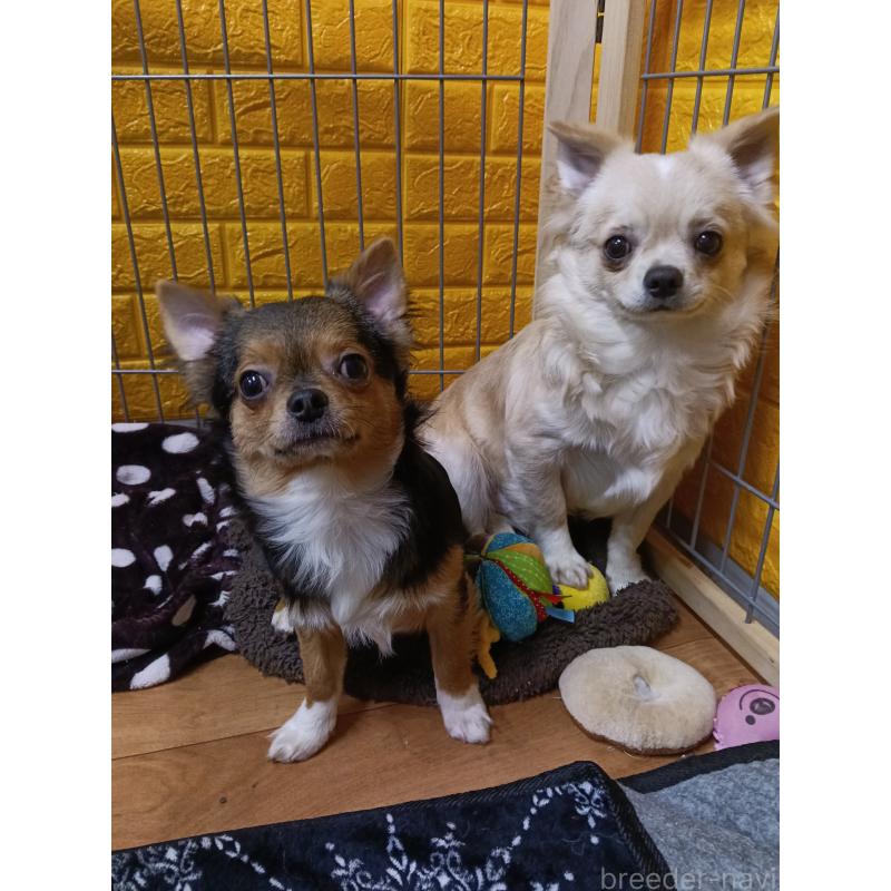 販売中の千葉県のチワワ(ロングコート)-417285の2枚目