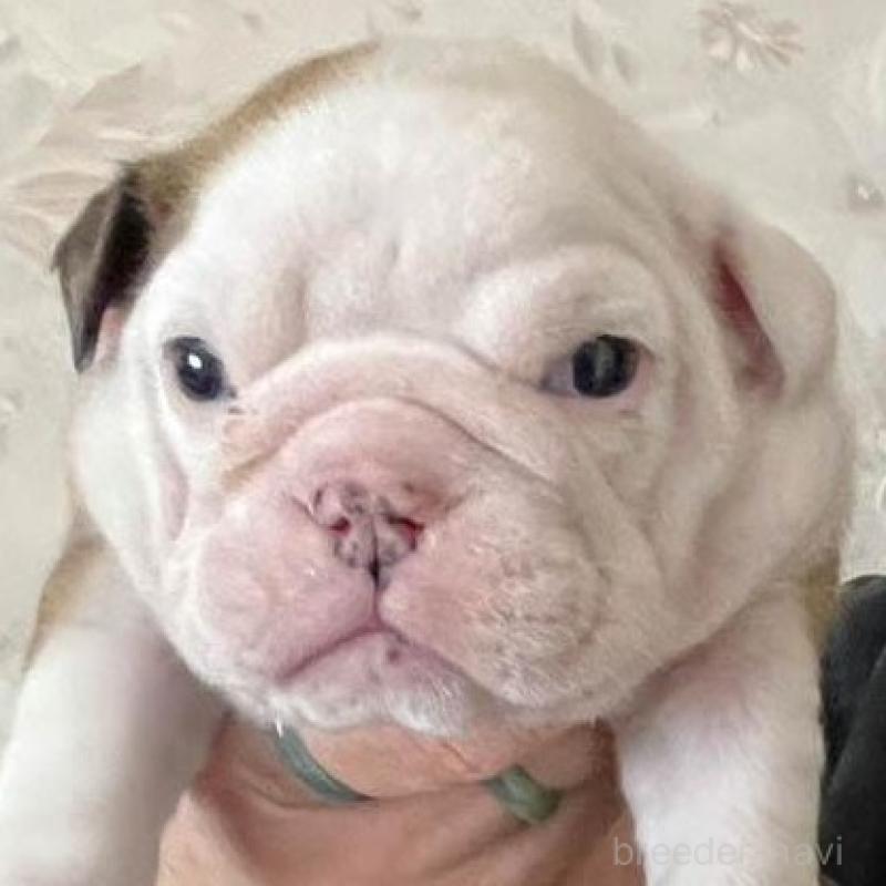 販売中の北海道のブルドッグ-447237の3枚目