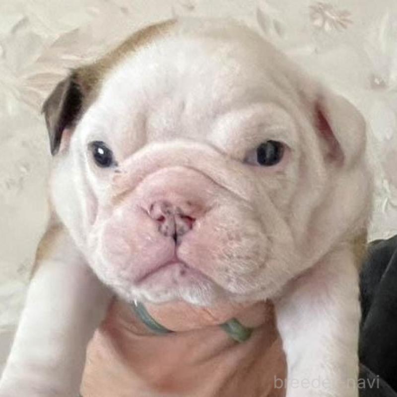 販売中の北海道のブルドッグ-447237の2枚目