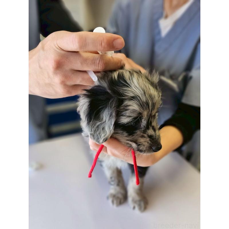 成約済の長野県のミックス犬-439240の3枚目