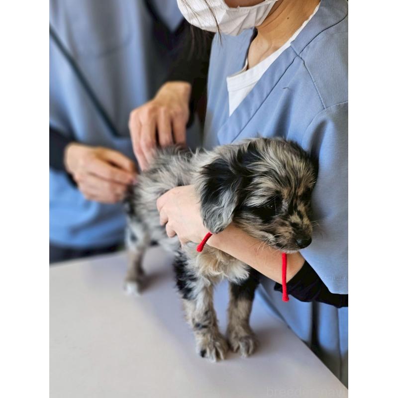 成約済の長野県のミックス犬-439240の2枚目