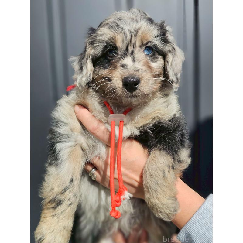 成約済の長野県のミックス犬-439240の1枚目