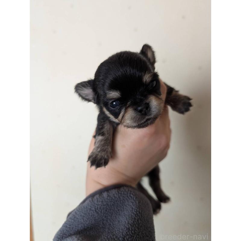 販売中の北海道のチワワ(ロングコート)-447236の5枚目