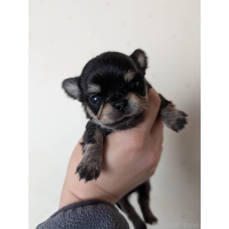 販売中の北海道のチワワ(ロングコート)-447236の4枚目