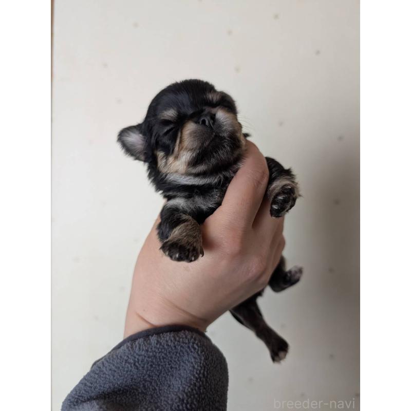 販売中の北海道のチワワ(ロングコート)-447236の3枚目