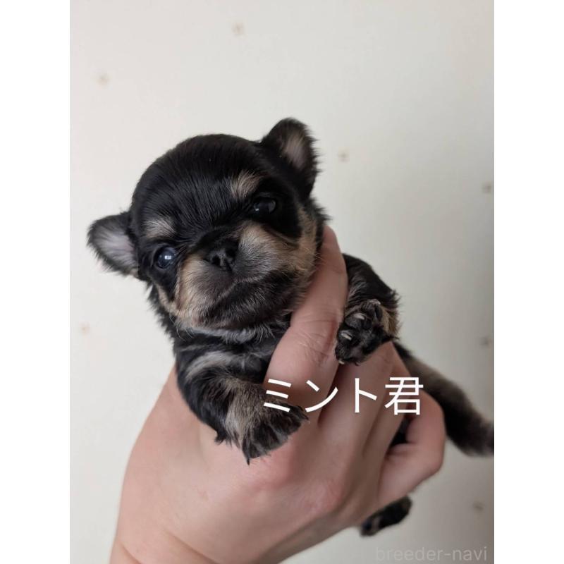 販売中の北海道のチワワ(ロングコート)-447236の2枚目