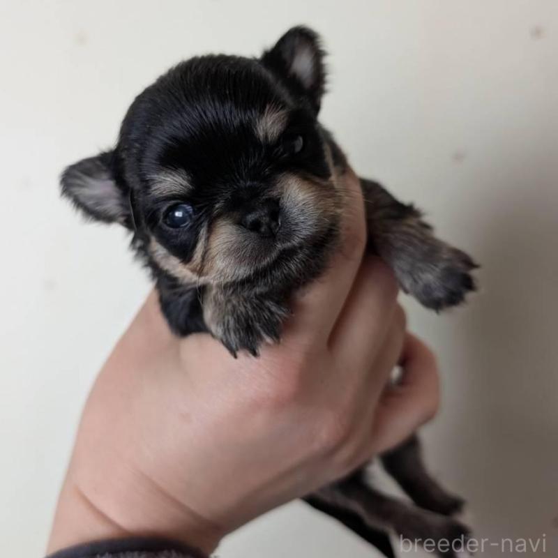 販売中の北海道のチワワ(ロングコート)-447236の1枚目